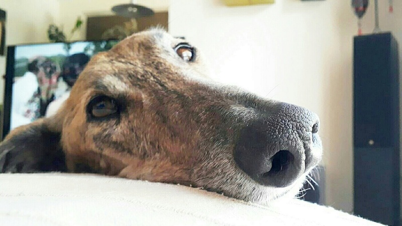 galgo218.jpg