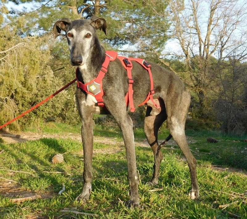 galgo281.jpg