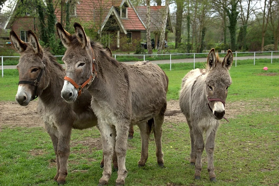 donkey14.jpg